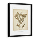 Colección De Coral Iv - Johann Esper | Cuadro decorativo de Canvas Lab