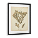 Colección De Coral Iv - Johann Esper | Cuadro decorativo de Canvas Lab
