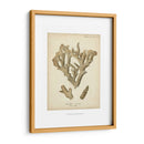 Colección De Coral Iv - Johann Esper | Cuadro decorativo de Canvas Lab