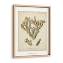 Colección De Coral Iv - Johann Esper | Cuadro decorativo de Canvas Lab
