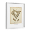 Colección De Coral Iv - Johann Esper | Cuadro decorativo de Canvas Lab