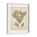 Colección De Coral Iv - Johann Esper | Cuadro decorativo de Canvas Lab