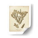 Colección De Coral Iv - Johann Esper | Cuadro decorativo de Canvas Lab