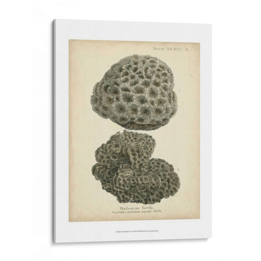 Colección De Coral V - Johann Esper | Cuadro decorativo de Canvas Lab