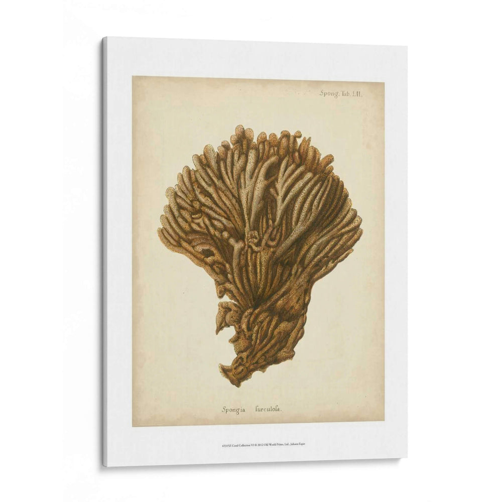 Colección De Coral Vi - Johann Esper | Cuadro decorativo de Canvas Lab
