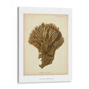 Colección De Coral Vi - Johann Esper | Cuadro decorativo de Canvas Lab