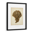 Colección De Coral Vi - Johann Esper | Cuadro decorativo de Canvas Lab