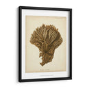 Colección De Coral Vi - Johann Esper | Cuadro decorativo de Canvas Lab