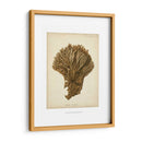 Colección De Coral Vi - Johann Esper | Cuadro decorativo de Canvas Lab