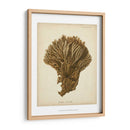 Colección De Coral Vi - Johann Esper | Cuadro decorativo de Canvas Lab