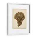 Colección De Coral Vi - Johann Esper | Cuadro decorativo de Canvas Lab