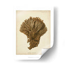 Colección De Coral Vi - Johann Esper | Cuadro decorativo de Canvas Lab