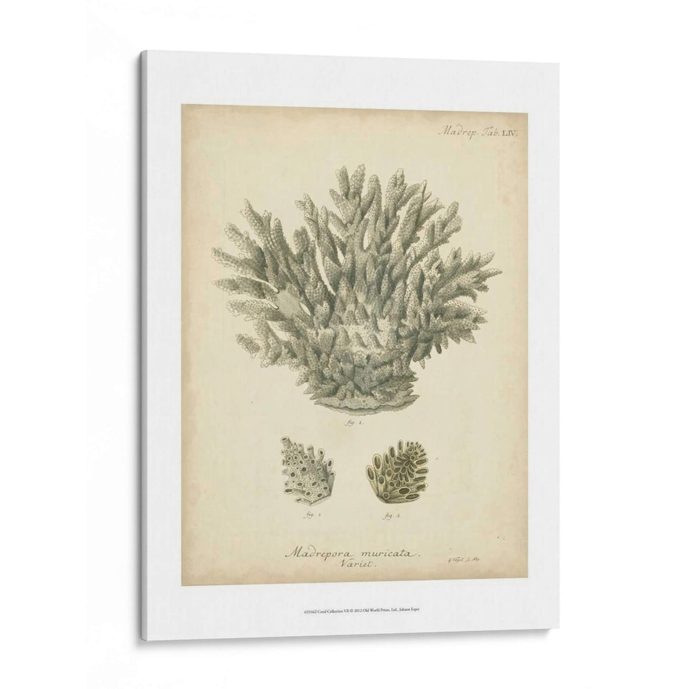 Colección De Coral Vii - Johann Esper | Cuadro decorativo de Canvas Lab