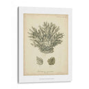 Colección De Coral Vii - Johann Esper | Cuadro decorativo de Canvas Lab