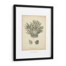 Colección De Coral Vii - Johann Esper | Cuadro decorativo de Canvas Lab