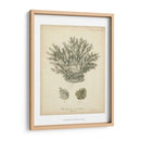 Colección De Coral Vii - Johann Esper | Cuadro decorativo de Canvas Lab