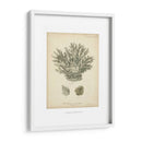 Colección De Coral Vii - Johann Esper | Cuadro decorativo de Canvas Lab