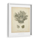 Colección De Coral Vii - Johann Esper | Cuadro decorativo de Canvas Lab