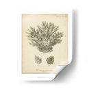 Colección De Coral Vii - Johann Esper | Cuadro decorativo de Canvas Lab