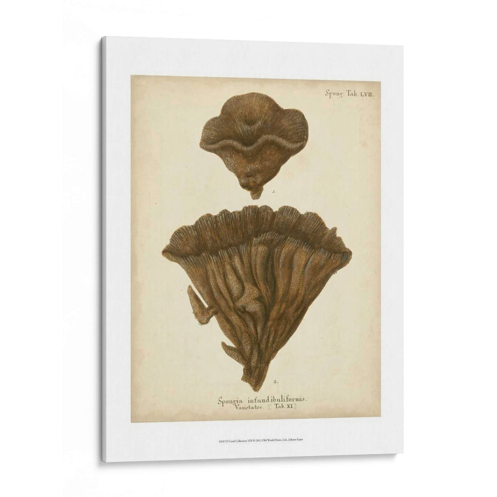 Colección De Coral Viii - Johann Esper | Cuadro decorativo de Canvas Lab