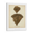 Colección De Coral Viii - Johann Esper | Cuadro decorativo de Canvas Lab