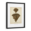 Colección De Coral Viii - Johann Esper | Cuadro decorativo de Canvas Lab