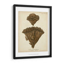 Colección De Coral Viii - Johann Esper | Cuadro decorativo de Canvas Lab