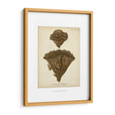 Colección De Coral Viii - Johann Esper | Cuadro decorativo de Canvas Lab