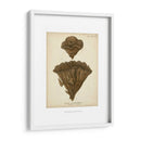 Colección De Coral Viii - Johann Esper | Cuadro decorativo de Canvas Lab