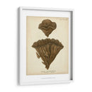 Colección De Coral Viii - Johann Esper | Cuadro decorativo de Canvas Lab