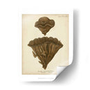 Colección De Coral Viii - Johann Esper | Cuadro decorativo de Canvas Lab