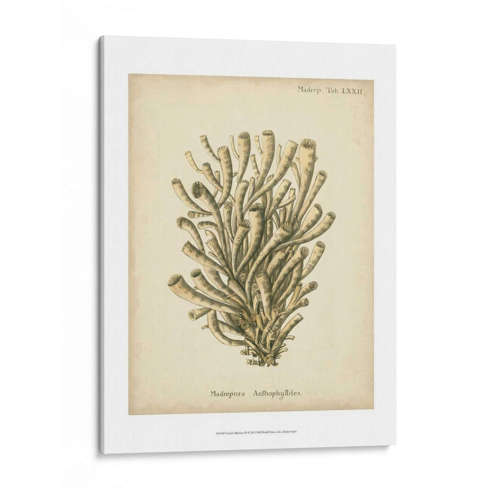 Colección De Coral Ix - Johann Esper | Cuadro decorativo de Canvas Lab