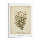 Colección De Coral Ix - Johann Esper | Cuadro decorativo de Canvas Lab