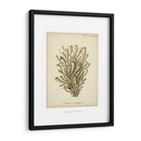 Colección De Coral Ix - Johann Esper | Cuadro decorativo de Canvas Lab