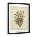 Colección De Coral Ix - Johann Esper | Cuadro decorativo de Canvas Lab