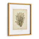 Colección De Coral Ix - Johann Esper | Cuadro decorativo de Canvas Lab