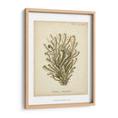 Colección De Coral Ix - Johann Esper | Cuadro decorativo de Canvas Lab