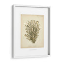 Colección De Coral Ix - Johann Esper | Cuadro decorativo de Canvas Lab