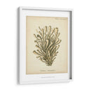 Colección De Coral Ix - Johann Esper | Cuadro decorativo de Canvas Lab