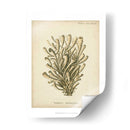 Colección De Coral Ix - Johann Esper | Cuadro decorativo de Canvas Lab