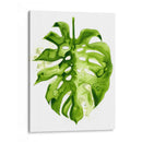 Monstera Ii - Grace Popp | Cuadro decorativo de Canvas Lab