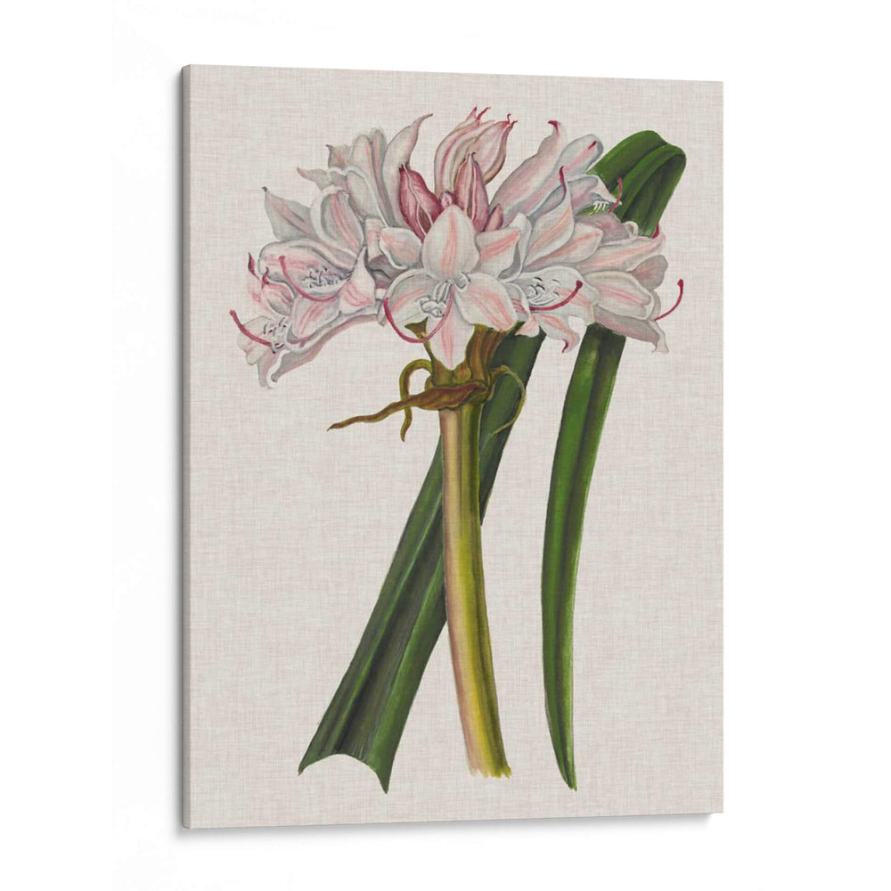 Lirio De Crinio I - Naomi McCavitt | Cuadro decorativo de Canvas Lab