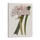 Lirio De Crinio I - Naomi McCavitt | Cuadro decorativo de Canvas Lab