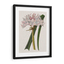 Lirio De Crinio I - Naomi McCavitt | Cuadro decorativo de Canvas Lab