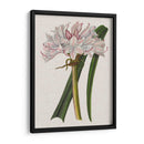 Lirio De Crinio I - Naomi McCavitt | Cuadro decorativo de Canvas Lab