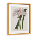Lirio De Crinio I - Naomi McCavitt | Cuadro decorativo de Canvas Lab