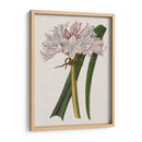 Lirio De Crinio I - Naomi McCavitt | Cuadro decorativo de Canvas Lab