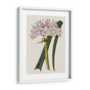 Lirio De Crinio I - Naomi McCavitt | Cuadro decorativo de Canvas Lab