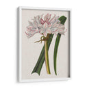 Lirio De Crinio I - Naomi McCavitt | Cuadro decorativo de Canvas Lab
