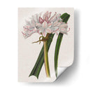 Lirio De Crinio I - Naomi McCavitt | Cuadro decorativo de Canvas Lab